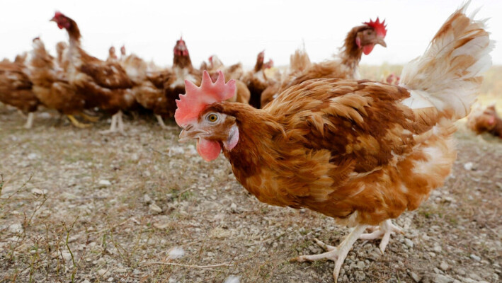 En esta fotografía de archivo pollos caminan en un pasto cercado en una granja en Iowa, el 21 de octubre de 2015. (Charlie Neibergall/Foto AP). 