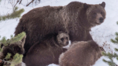 Muere atropellada osa grizzly 399 de Grand Teton que cautivó a visitantes durante décadas en Wyoming