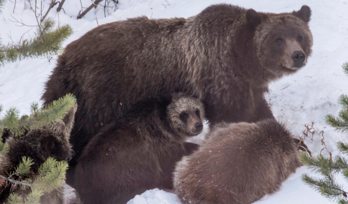 La osa grizzly 399 y sus cuatro cachorros se alimentan del cadáver de un ciervo en el sur de Jackson Hole, Wyoming, el 17 de noviembre de 2020. (Ryan Dorgan/Jackson Hole News & Guide vía AP)