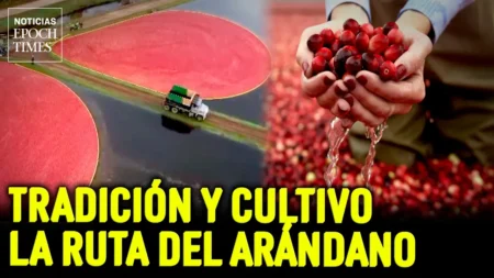 Una experiencia única en la granja de arándanos | Noticias Epoch Times