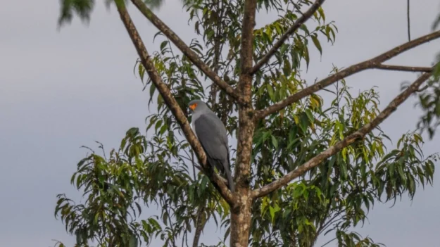 En un extraordinario giro del destino fotografían rara especie de ave que nadie vio en 55 años