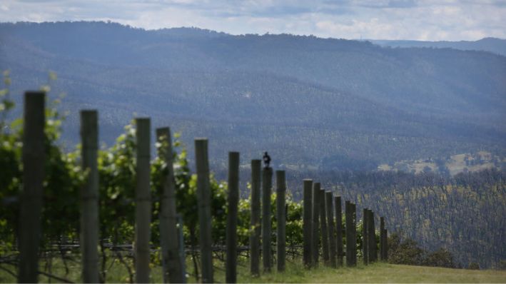 Vista general de un viñedo en Obsession Wines, el 24 de noviembre de 2020 en Tumbarumba, Australia, en el extremo occidental de las Montañas Nevadas. (Lisa Maree Williams/Getty Images) 