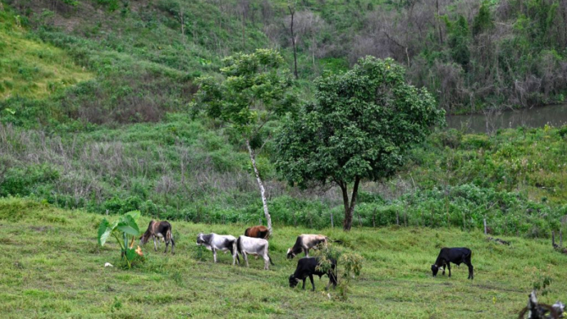 Se ve ganado en la aldea Cerro Azul, municipio de Uspantán, departamento de Quiché, Guatemala, el 28 de septiembre de 2021. (Johan Ordonez/AFP vía Getty Images)