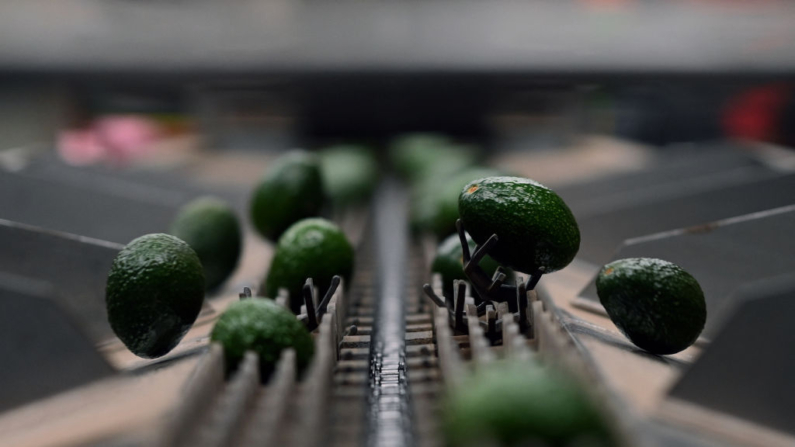 Fotografía tomada en una planta empacadora de aguacate en el municipio de Ario de Rosales, estado de Michoacán, México, el 21 de septiembre de 2023. (Alfredo Estrella/AFP vía Getty Images)