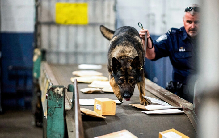 Un agente de Aduanas y Protección Fronteriza trabaja con un perro para verificar la presencia de fentanilo en los paquetes en las instalaciones del Servicio Postal de Estados Unidos del Aeropuerto John F. Kennedy, en la ciudad de Nueva York, el 24 de junio de 2019. (Johannes Eisele/AFP vía Getty Images)