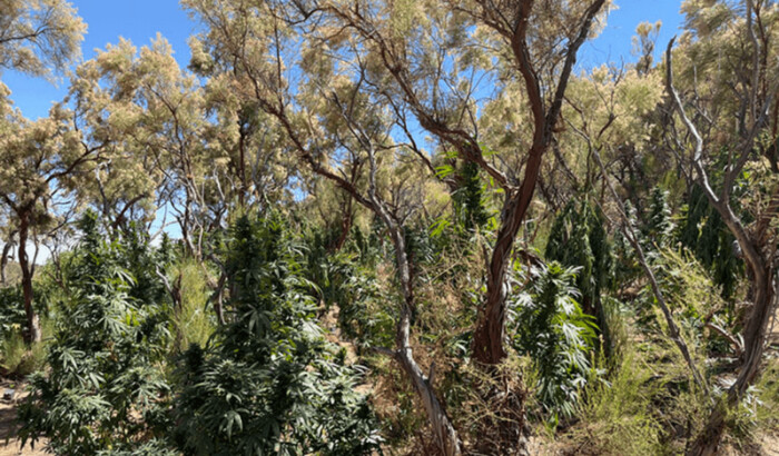 Incautan mas de 25,000 plantas de marihuana este año en parques estatales de California