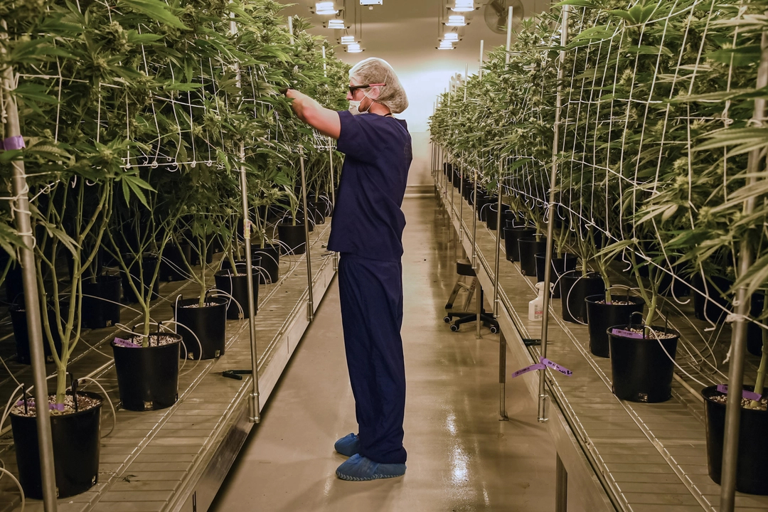 La marihuana se pesa en una báscula en el dispensario de Virgil Grant en Los Ángeles el 8 de febrero de 2018. (Frederic J. Brown/AFP vía Getty Images)