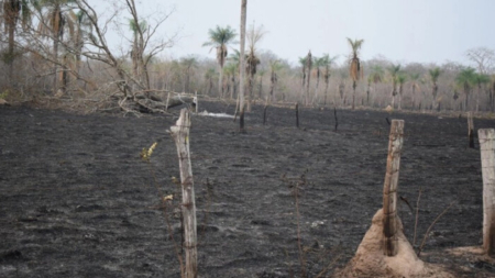 Bolivianos denuncian que grupos de interés privado están causando devastación en los bosques