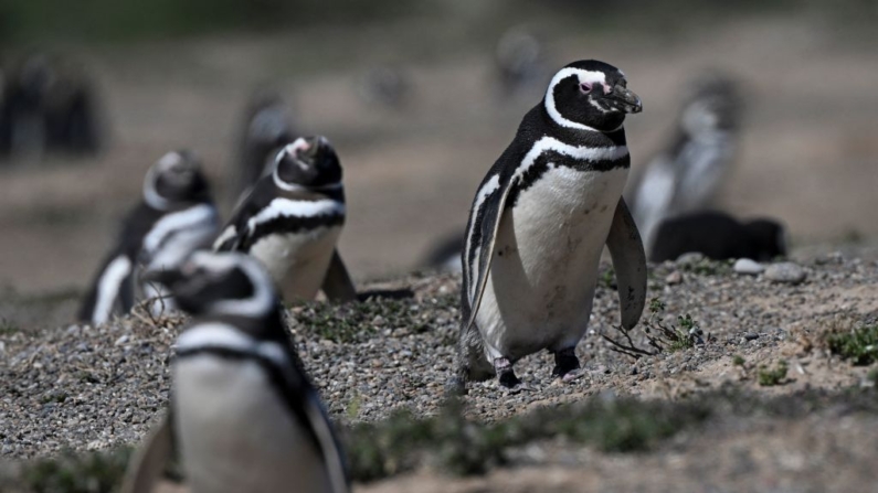 Pingüinos de Magallanes (Spheniscus magellanicus) vistos en la Reserva Nacional Punta Tombo, provincia de Chubut, Argentina, el 8 de octubre de 2022. (Luis Robayo/AFP vía Getty Images)