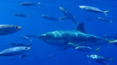 Avistan por primera vez un tiburón blanco en aguas ecuatorianas cercanas a Galápagos