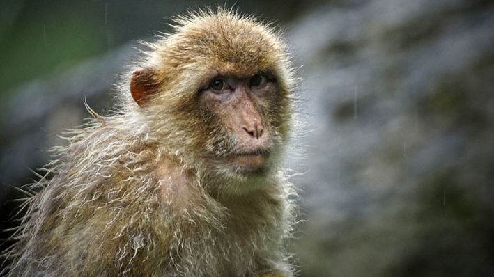 Un macaco Rhesus (Macaca mulatta) mira bajo una fuerte lluvia en el Zoo Parc de Beauval en Saint-Aignan, Centro de Francia, el 13 de julio de 2021. (GUILLAUME SOUVANT/AFP vía Getty Images) 