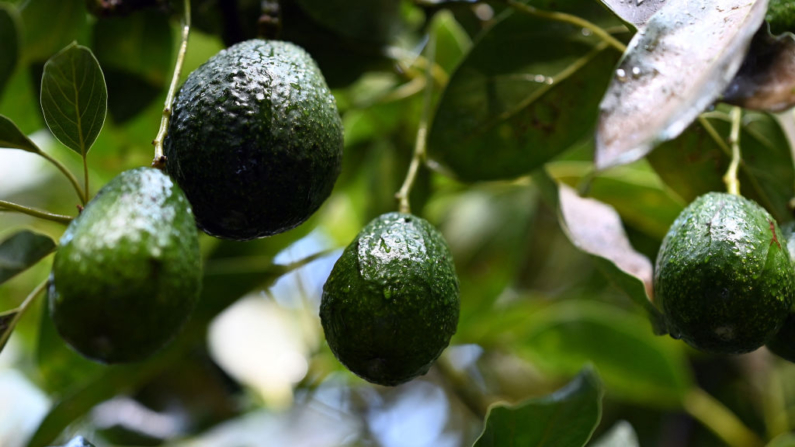 Imagen de aguacates creciendo en árboles en un huerto, en una imagen de archivo. (Alfredo Estrellas/AFP vía Getty Images)