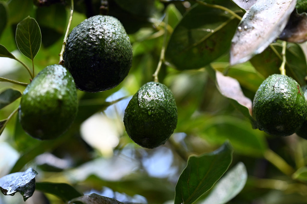 EE.UU. abrirá sus fronteras para importar aguacate Hass desde Guatemala