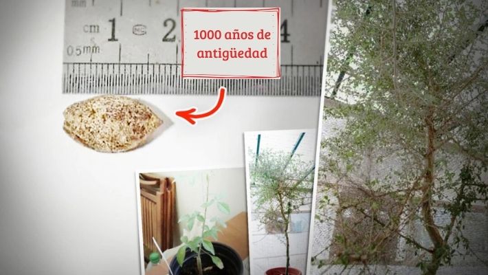 Un árbol germinó a partir de una semilla datada mediante carbono con una antigüedad de unos 1.000 años. (Ilustración de The Epoch Times, con fotos de Guy Eisner/Creative Commons 4.0)