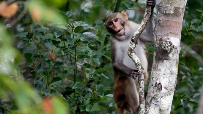 Un mono macaco observa a los kayakistas mientras navegan por el río Silver en Silver Springs, Florida, el 10 de noviembre de 2017. (John Raoux/AP Photo, Archivo)