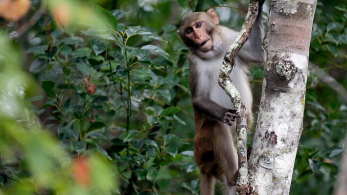 Un mono macaco rhesus observa a los kayakistas mientras navegan por el río Silver en Silver Springs, Florida, el 10 de noviembre de 2017. (John Raoux/Foto AP).