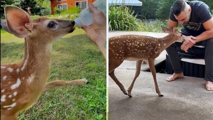 «Me siento bendecido»: Hombre cuida de «Hada», una cierva huérfana que adora visitarlo