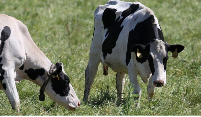 Vacas pastan en un campo de una granja lechera el 26 de abril de 2024 en Petaluma, California. El Departamento de Agricultura de EE.UU. ordenó a los productores de lácteos realizar pruebas a las vacas que producen leche para detectar infecciones por gripe aviar HPAI H5N1. (Justin Sullivan/Getty Images)