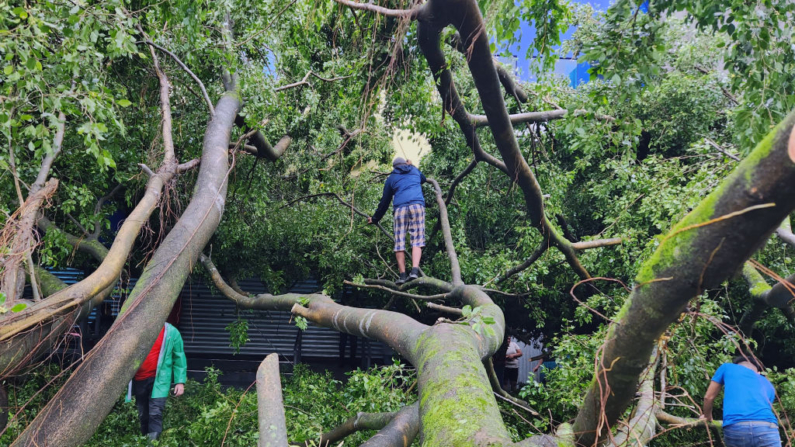 La gente trepa a los árboles que han caído debido a los fuertes vientos causados ​​por el paso de la tormenta tropical Sara en Tocoa, Honduras, el 15 de noviembre de 2024. (Oscar Lanza/AFP vía Getty Images)