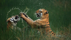 Tigres de bengala en «clase magistral de supervivencia»: Foto ganadora de Nature’s Best Photography 2024