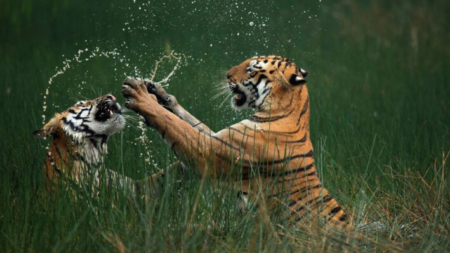 Tigres de bengala en «clase magistral de supervivencia»: Foto ganadora de Nature’s Best Photography 2024