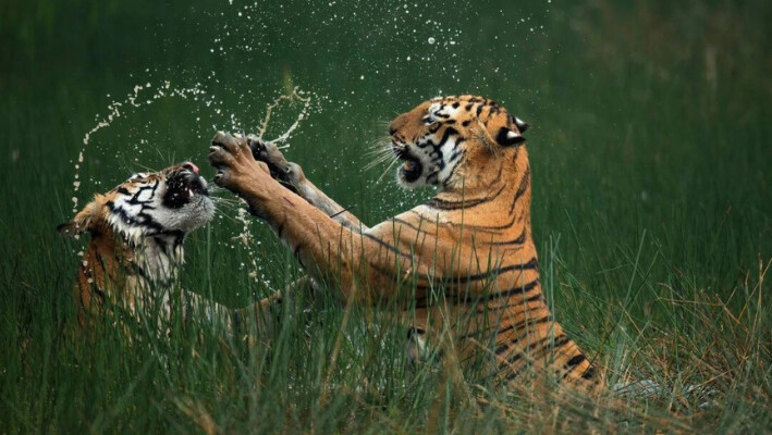 Tigres de bengala en «clase magistral de supervivencia»: Foto ganadora de Nature’s Best Photography 2024