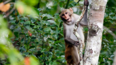 Seis monos continúan perdidos de un complejo de Carolina del Sur tras la fuga de decenas de ellos