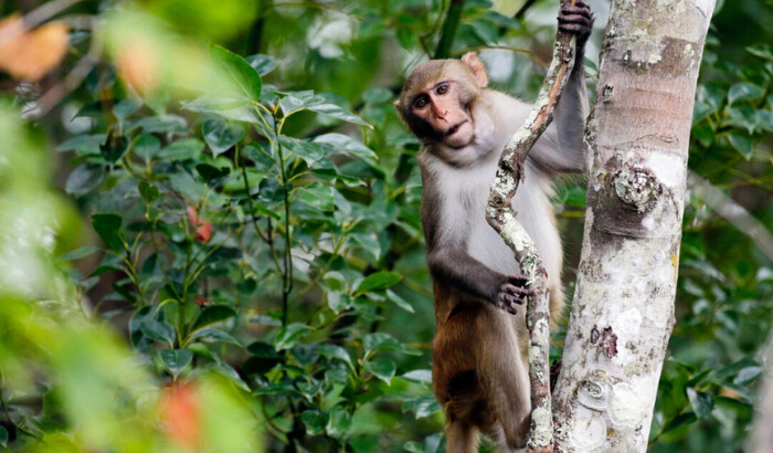 Un mono macaco rhesus observa a los kayakistas mientras navegan por el río Silver en Silver Springs, Florida, en esta foto del 10 de noviembre de 2017. (John Raoux/Foto AP)