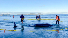 Neozelandeses salvan a más de 30 ballenas varadas levantándolas con sábanas