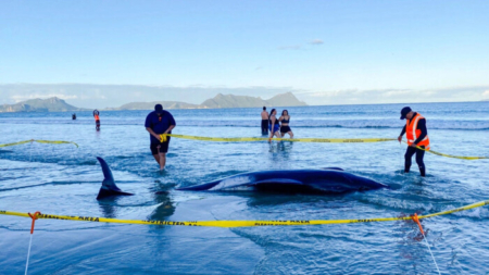 Rescatan más de 30 ballenas varadas levantándolas con sábanas en Nueva Zelanda