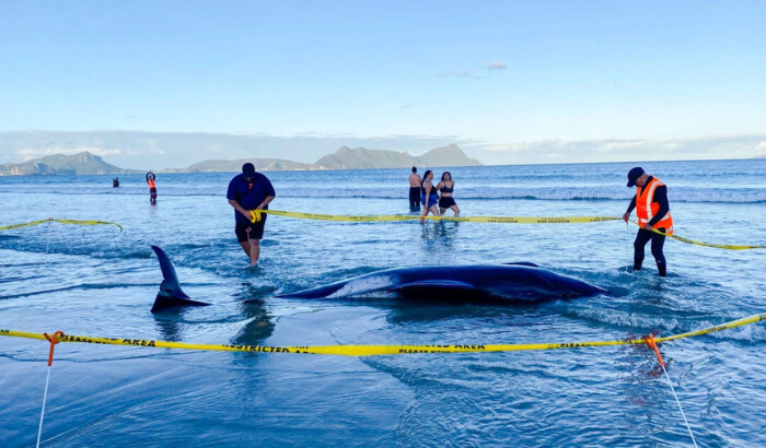 Rescatan a más de 30 ballenas varadas levantándolas con sábanas en Nueva Zelanda