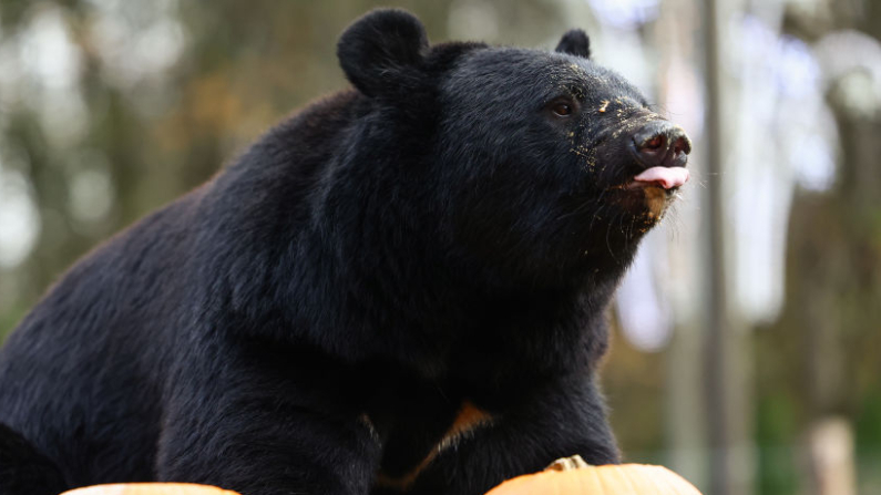 Un oso negro asiático en una imagen de archivo. (Jeff J. Mitchell/Getty Images)