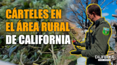 Sheriff explica cómo los pesticidas tóxicos ahora están en la marihuana legal de California  | Jeremiah LaRue