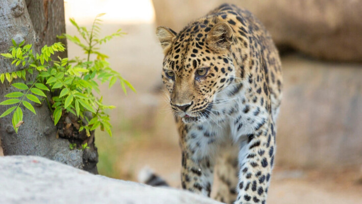 Esta foto de 2018 proporcionada por The Living Desert Zoo and Gardens muestra a Zoya, la leopardo Amur que falleció de vieja en el zoológico de Palm Desert, California, el 26 de noviembre de 2024. (The Living Desert Zoo and Gardens vía AP).