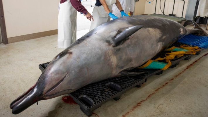 Científicos internacionales, Alexander Werth, (I-D), la profesora Joy Reidenberg y Michael Denk estudian un macho de ballena espinosa antes de una disección en el Centro Agrícola Invermay, Mosgiel, cerca de Dunedin, Nueva Zelanda, el 2 de diciembre de 2024. (Derek Morrison/Foto AP)