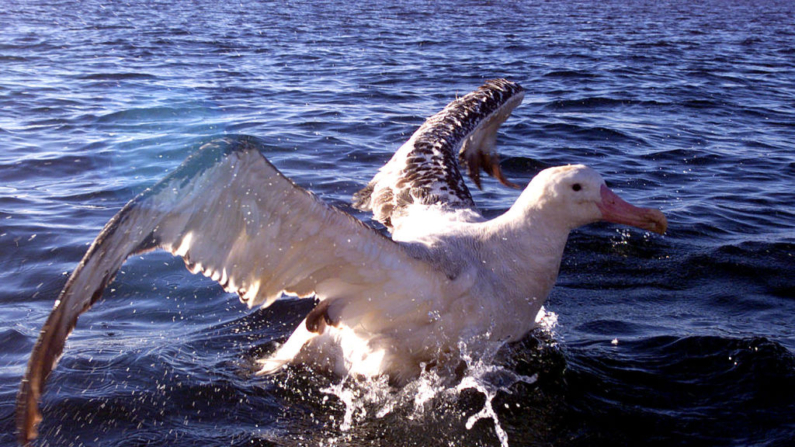 Un albatros en una imagen de archivo. (David Hallett/Getty Images)