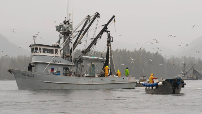 El buque pesquero Wind Walker pesca cerca de Sitka, Alaska, el 29 de marzo de 2022, durante la pesquería de huevas de saco de Sitka Sound. (James Poulson/The Daily Sitka Sentinel vía AP).