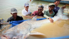 Enorme y raro pez gato del Mekong avistado en Camboya, aumenta las esperanzas de su conservación