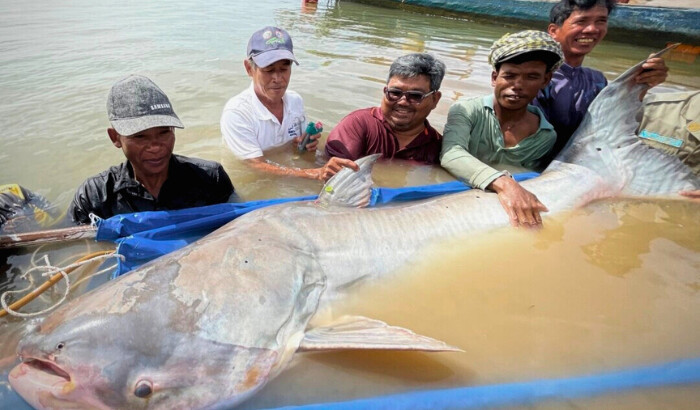 Unas personas sostienen un siluro gigante del Mekong para liberarlo en el río Mekong en Kampong Cham, Camboya, el 10 de diciembre de 2024. (Zeb Hogan/USAID Proyecto Maravillas del Mekong vía AP)