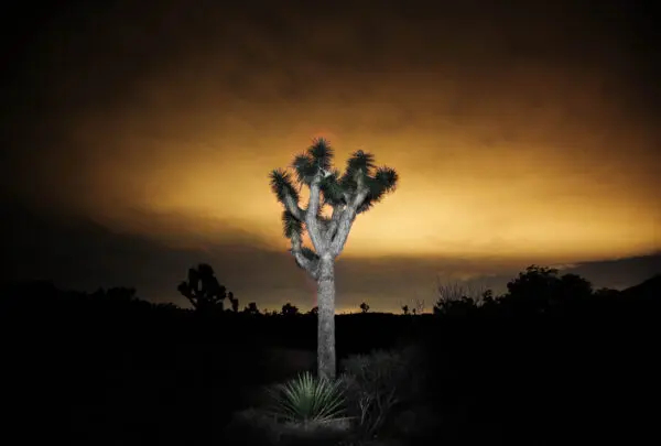 Un árbol de Josué en el Parque Nacional Joshua Tree, California, el 2 de junio de 2014. (John Fredricks/The Epoch Times)