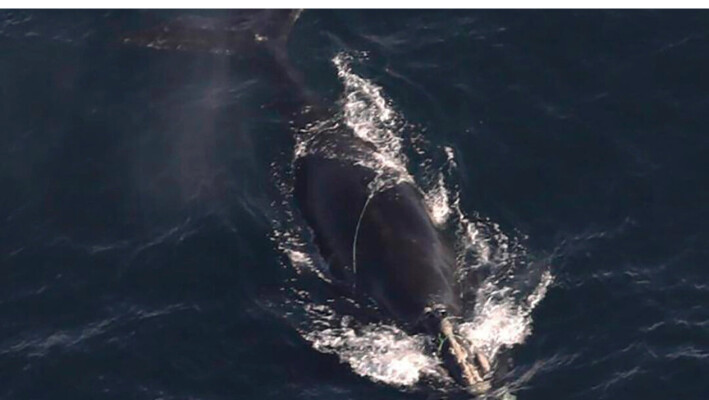 Ballenas en peligro de extinción se enredan en cuerda frente a Massachusetts, una podría morir