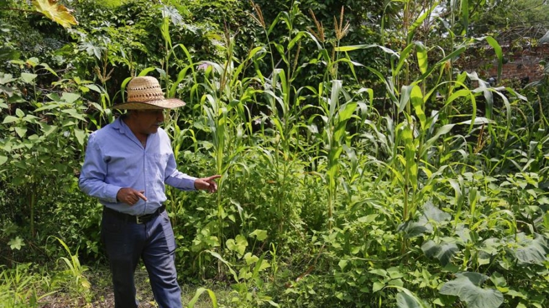 Imagen de archivo del agroecólogo Ezequiel Cárdenas que supervisa una parcela de maíz en la localidad de San Juan Evangelista, municipio de Tlajomulco (México). EFE/Francisco Guasco