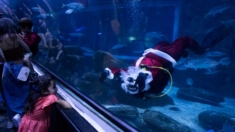 Papá Noel se une a los tiburones en un baño navideño en el acuario de Río de Janeiro