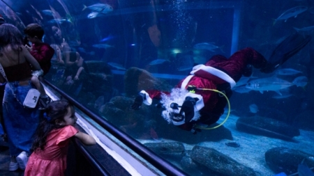 Papá Noel se une a los tiburones en un baño navideño en el acuario de Río de Janeiro