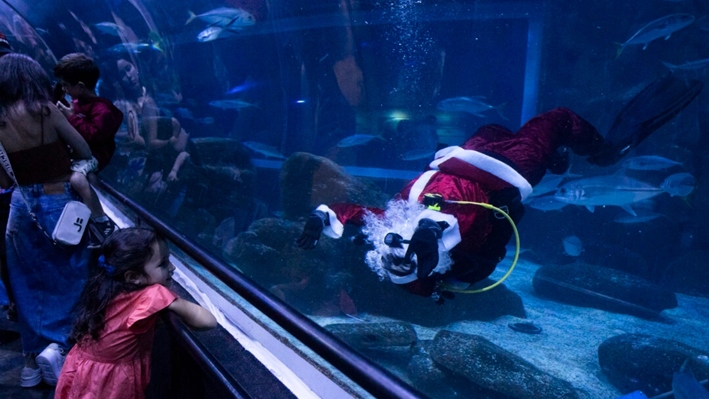 El buzo Felipe Luna, vestido con un traje de Papá Noel, nada boca abajo mientras saluda a un visitante, dentro de un tanque en el Acuario Marino AquaRio como parte de la tradición navideña anual, en Río de Janeiro, el 21 de diciembre de 2024. (Bruna Prado/AP Photo)