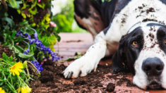 Herbolaria canina comparte tratamientos naturales para dolencias comunes en perros