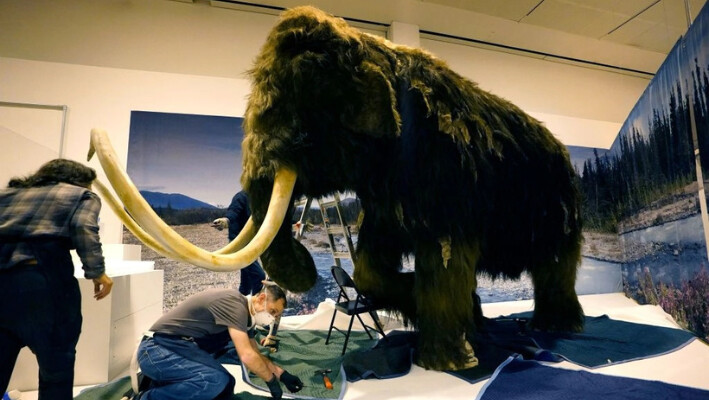 Un mamut lanudo (Mammuthus primigenius) se exhibe como parte de la exposición "El mundo secreto de los elefantes" del Museo Americano de Historia Natural de Nueva York, el 23 de octubre de 2023. (Timothy A. Clary/AFP vía Getty Images).