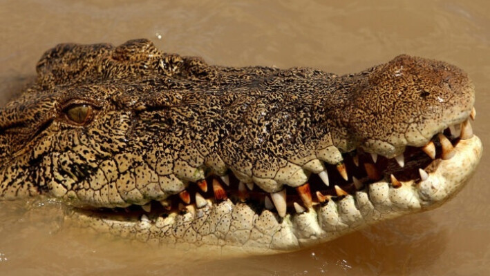 Un cocodrilo de estuario en el río Adelaida, cerca de Darwin, en el territorio del norte de Australia, el 2 de septiembre de 2008. (Greg Wood/AFP vía Getty Images).