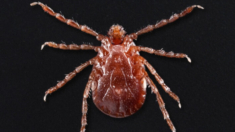 Doble amenaza: aumentan las tasas de coinfección por babesiosis y enfermedad de Lyme