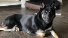 Perro desaparecido encuentra el camino a casa a tiempo para Nochebuena e incluso tocó al timbre